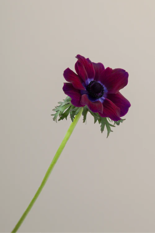 Single burgundy mistral anemone with a long green stem with leaves against a neutral background.
#color_burgundy #detail