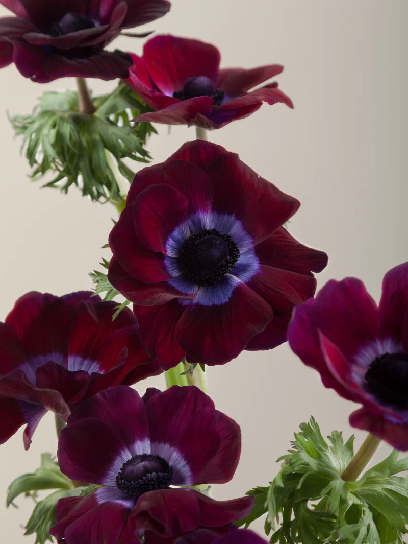 Close-up of multiple fresh burgundy mistral anemones grouped tightly together.
#color_burgundy