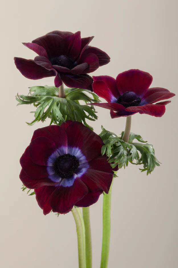 #color_burgundy #detail