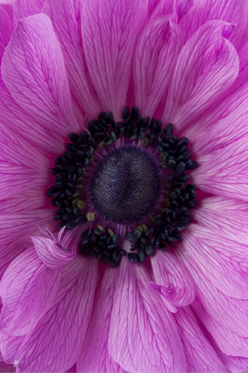 Macro close-up of a deep fucsia levante anemone showing detailed petal pattern.
#color_fucsia #detail