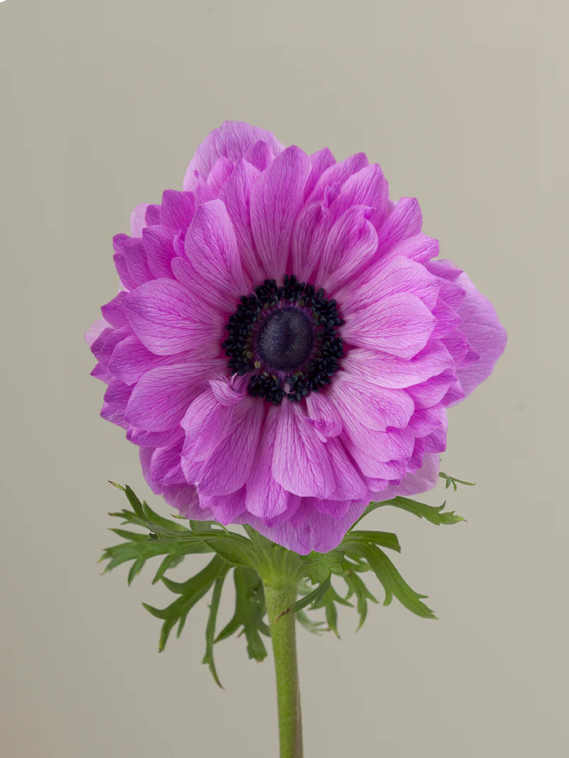 Single fucsia levante anemone with green stem and leaves against a light background.
#color_fucsia