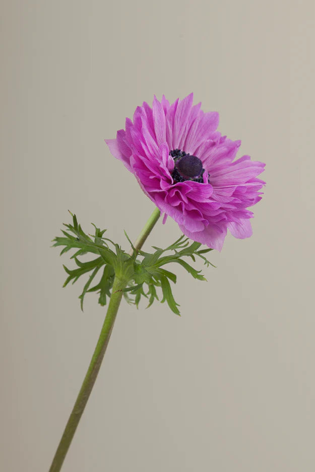 Single fucsia levante anemone with a long green stem with leaves against a neutral background.
#color_fucsia #detail