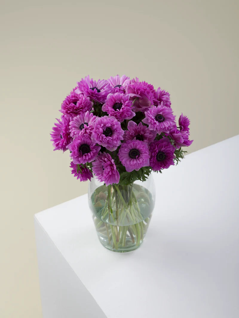 Bouquet of fucsia levante anemones arranged in a glass vase on a light background.
#color_fucsia