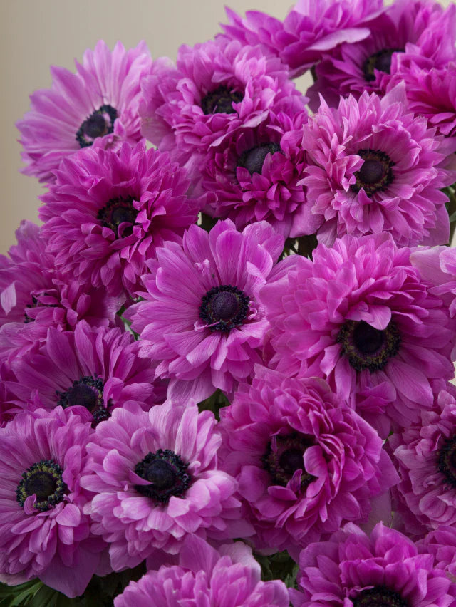 Close-up of multiple fucsia pink levante anemones grouped tightly together.
#color_fucsia
