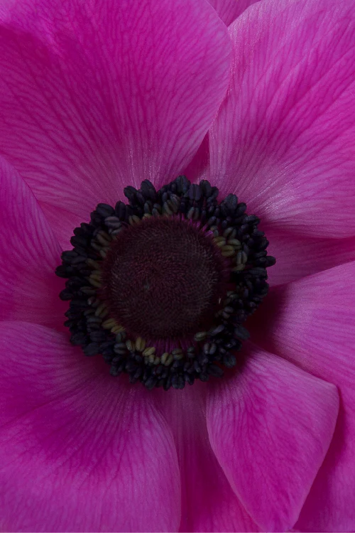 Macro close-up of a deep fucsia mistral anemone showing detailed petal pattern.
#color_fucsia #detail