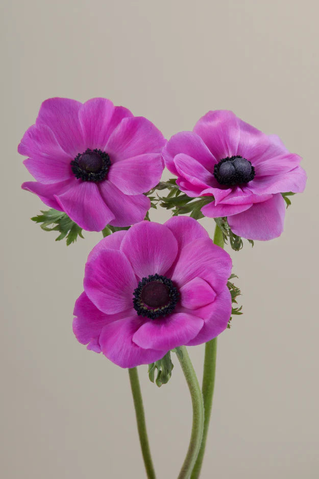 #color_fucsia #detail