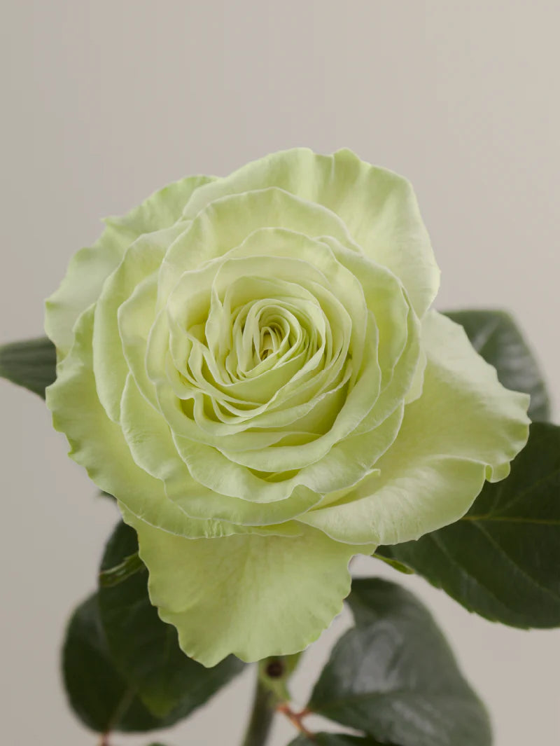 #color_green