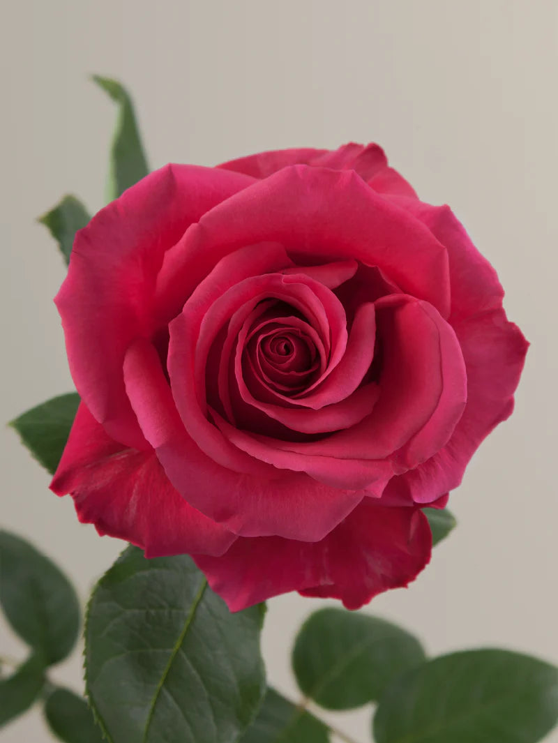Single hot pink rose with green stem and leaves against a light background.
#color_hotpink