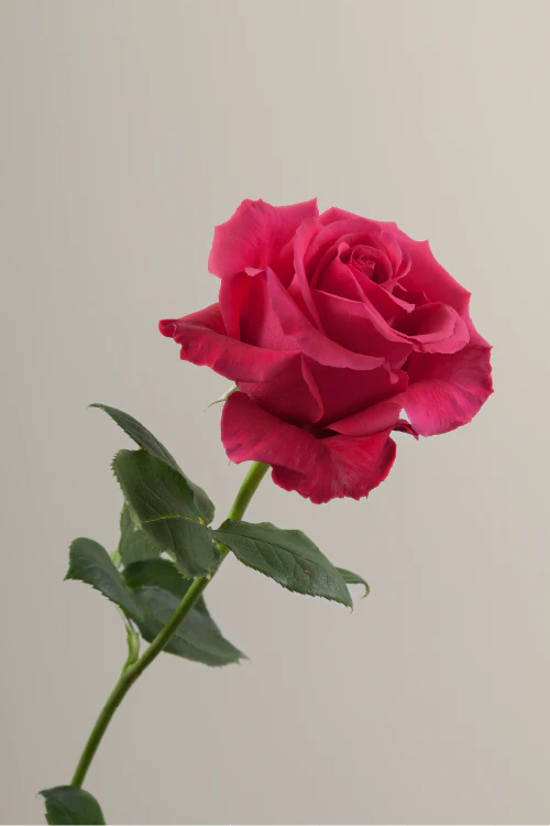 #color_hotpink #detail