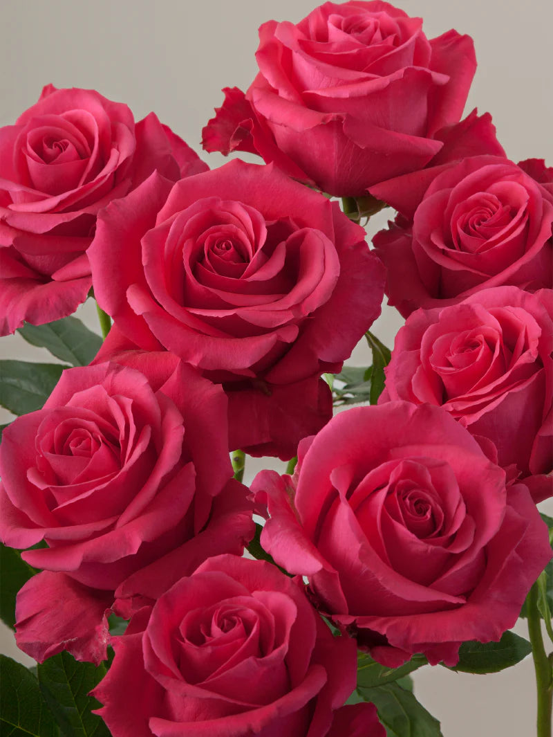 Close-up of multiple fresh hot pink roses grouped tightly together.
#color_hotpink