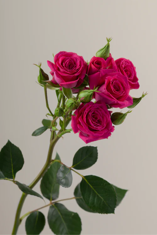 #color_hot pink #detail