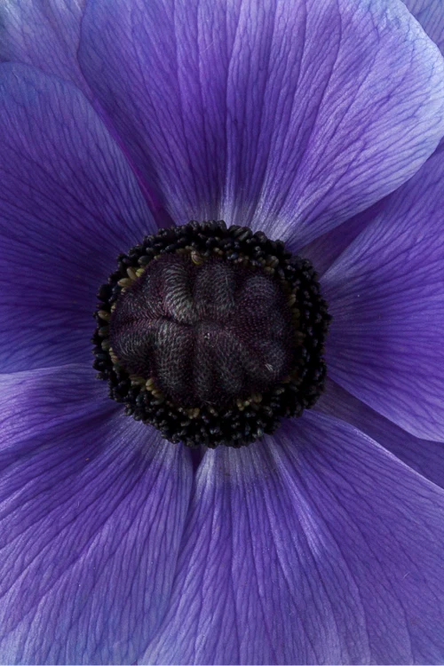Macro close-up of a deep lavender mistral anemone showing detailed petal pattern.
#color_blu #detail