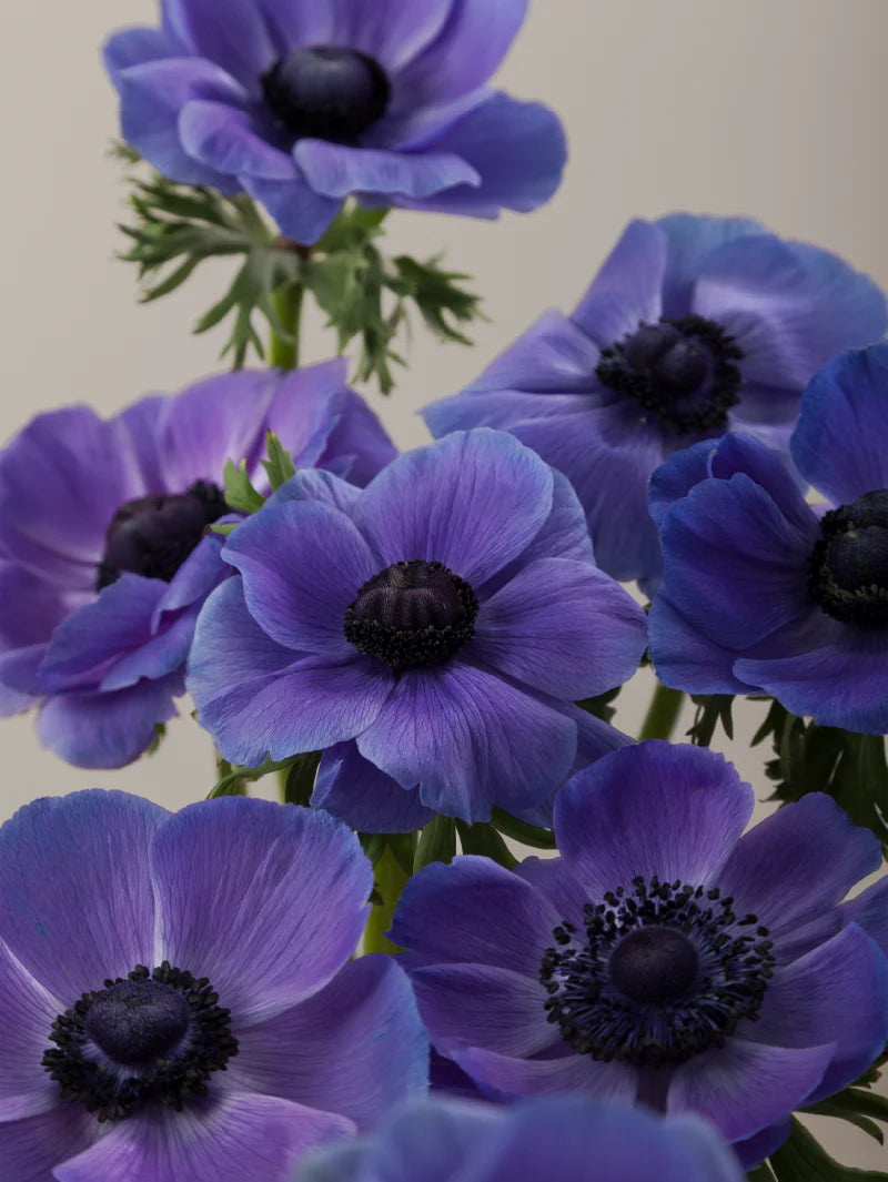 Close-up of multiple fresh lavender mistral anemones grouped tightly together.
#color_blu