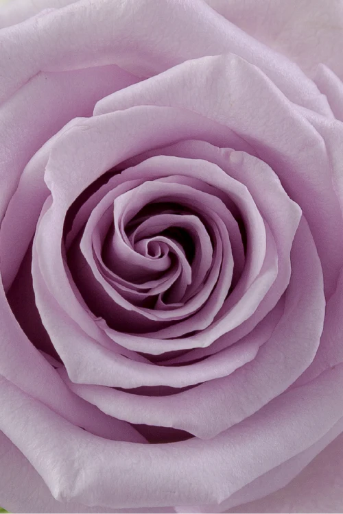 Macro close-up of a deep lavender rose showing detailed spiral petal pattern.
#color_Lavender #detail