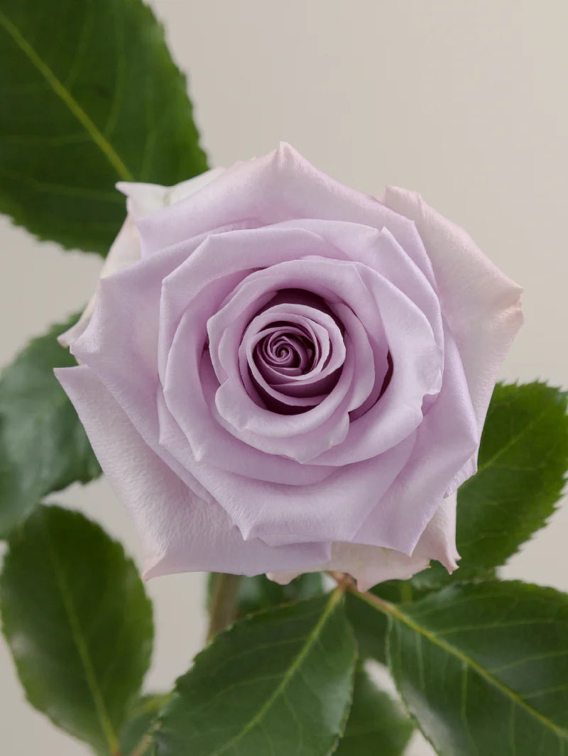 Single lavender rose with green stem and leaves against a light background.
#color_lavender
