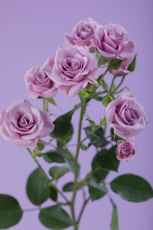 #color_lavender #detail