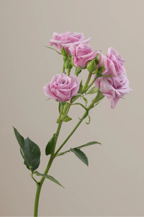 #color_lavender #detail