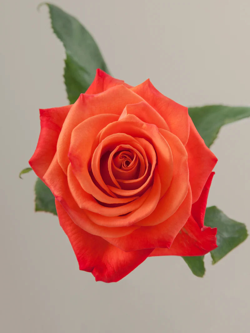 Single orange rose with green stem and leaves against a light background.
#color_orange