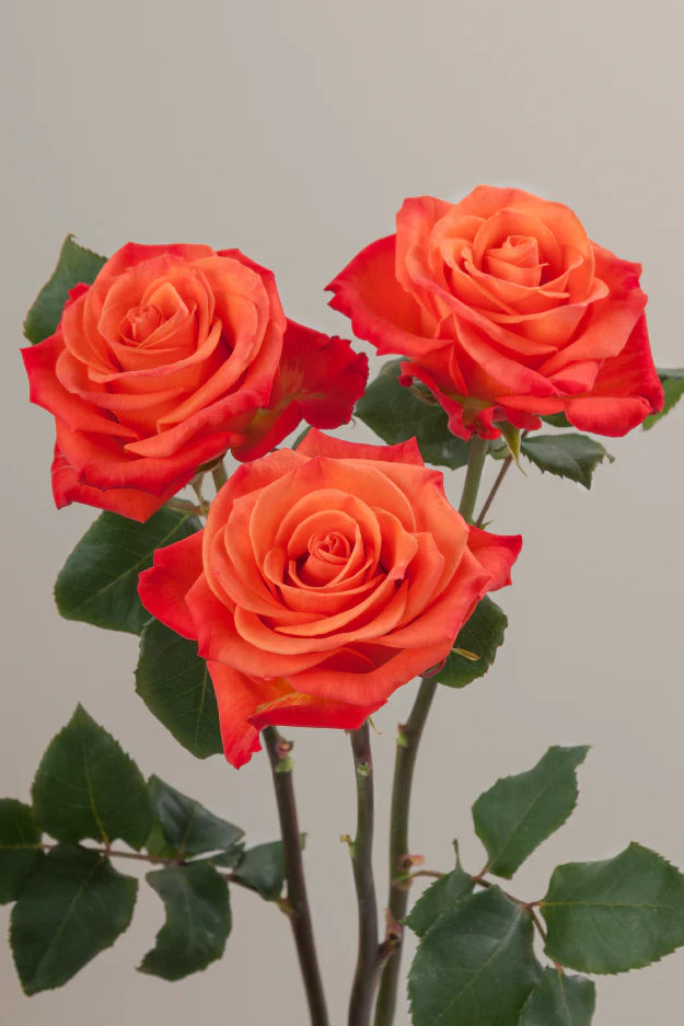 #color_orange #detail