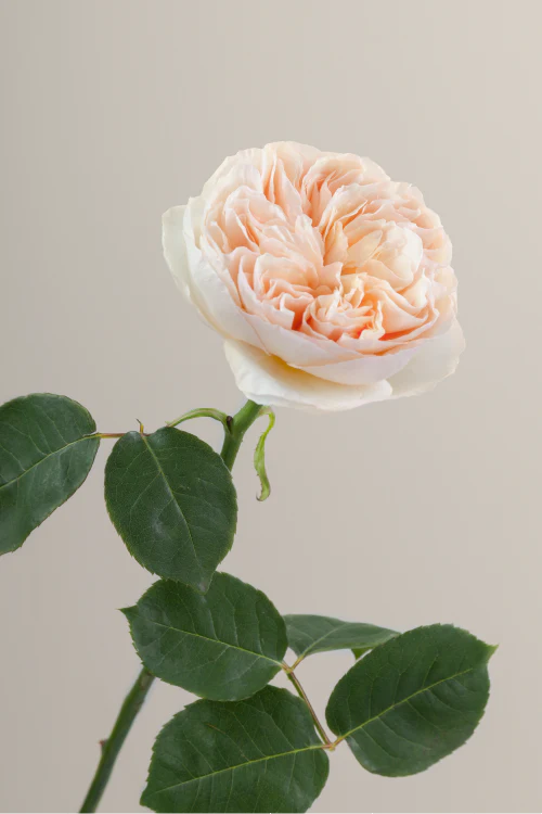 #color_juliet #detail