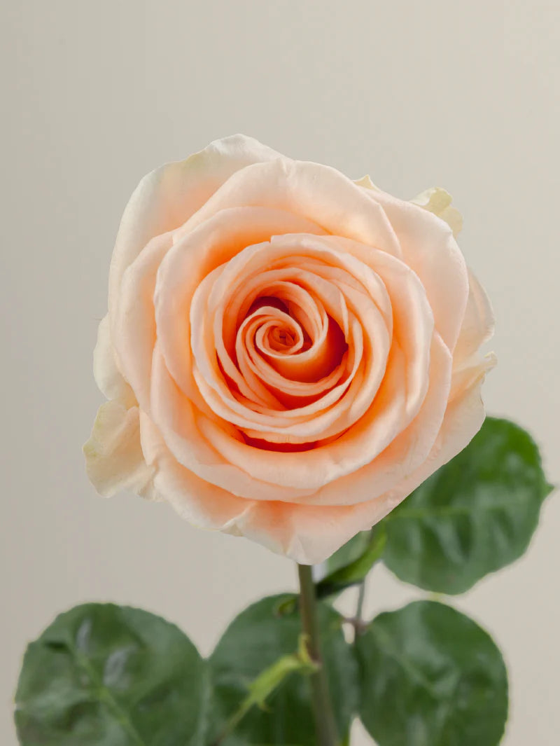 Single peach rose with green stem and leaves against a light background.
#color_peach