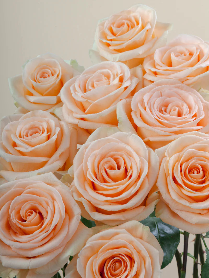 Close-up of multiple fresh peach roses grouped tightly together.
#color_peach