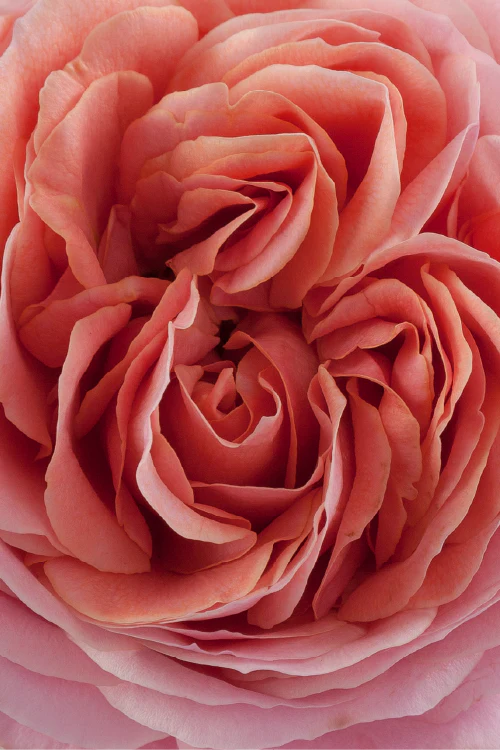 #color_romantic antike #detail