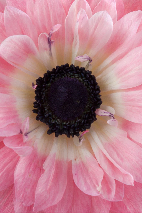 Macro close-up of a deep pink levante anemone showing detailed petal pattern.
#color_rosa #detail