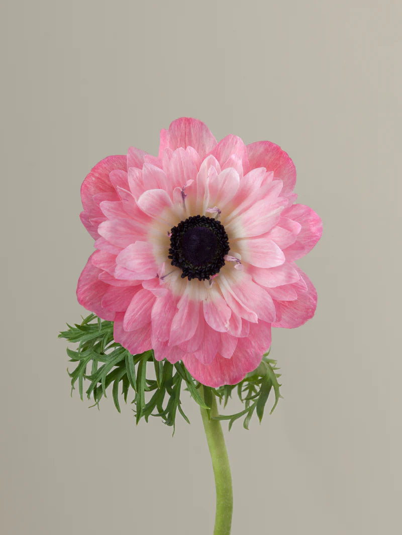 Single pink levante anemone with green stem and leaves against a light background
#color_rosa