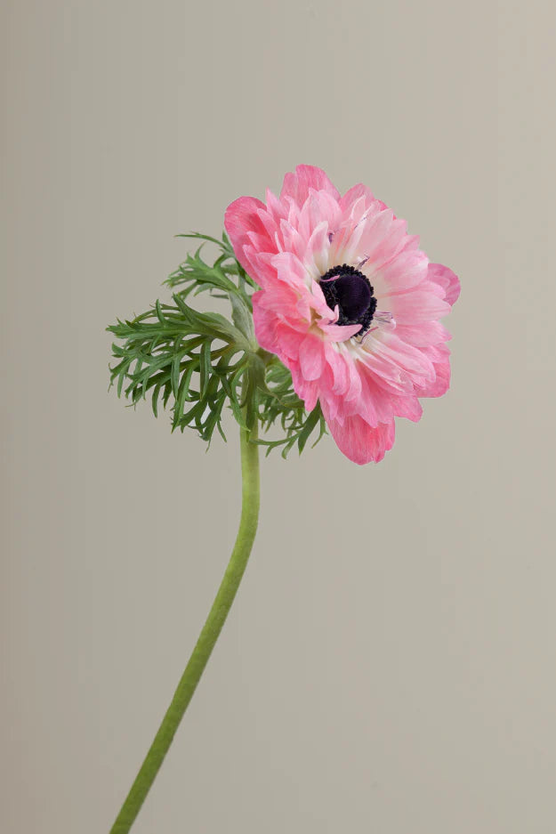 Single pink levante anemone with a long green stem with leaves against a neutral background.
#color_rosa #detail