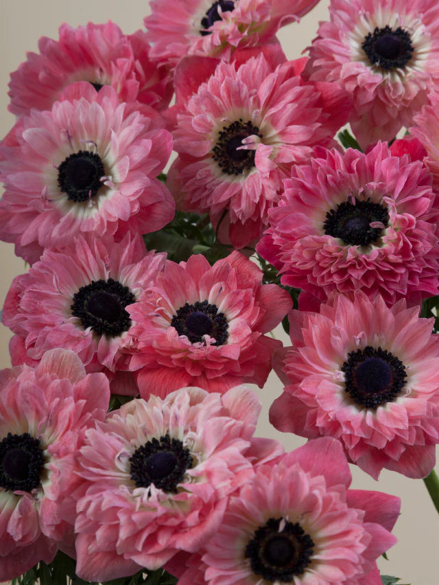 Close-up of multiple fresh pink levante anemones grouped tightly together.
#color_rosa
