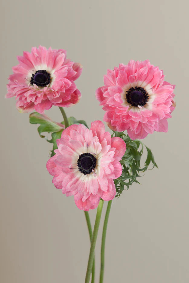 Three pink levante anemones on stems with green leaves against a light background.
#color_rosa #detail