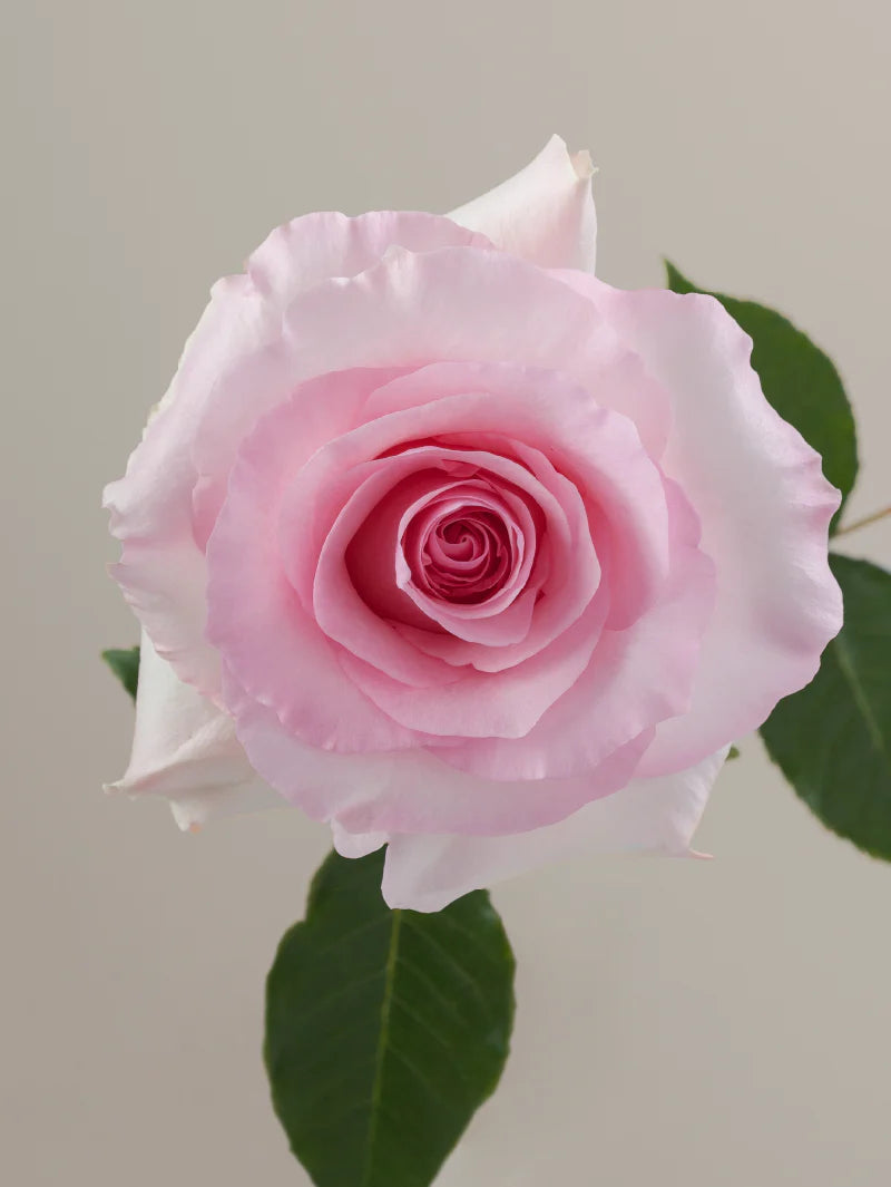 Single pink rose with green stem and leaves against a light background.
#color_pink