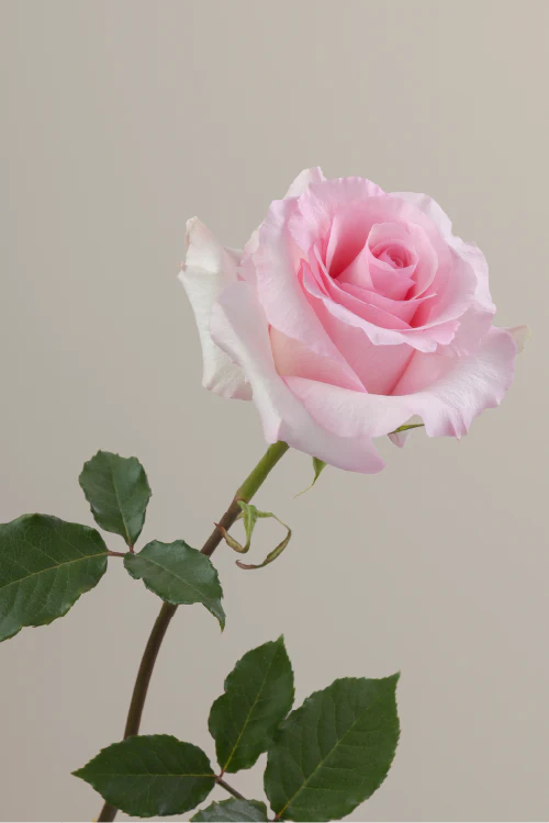 Single pink rose with a long green stem with leaves against a neutral background.
#color_pink #detail