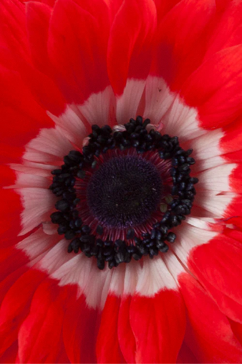Macro close-up of a deep red levante anemone showing detailed petal pattern.
#color_rosso #detail