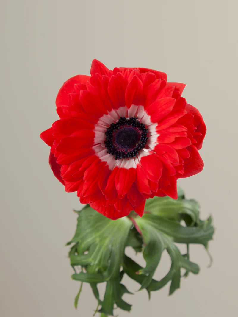 Single red levante anemone with green stem and leaves against a light background.
#color_rosso