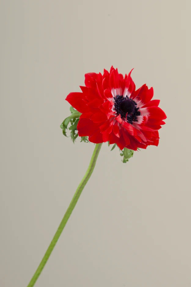 Single red levante anemone with a long green stem with leaves against a neutral background.
#color_rosso #detail