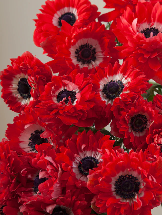 Close-up of multiple fresh red levante anemones grouped tightly together.
#color_rosso