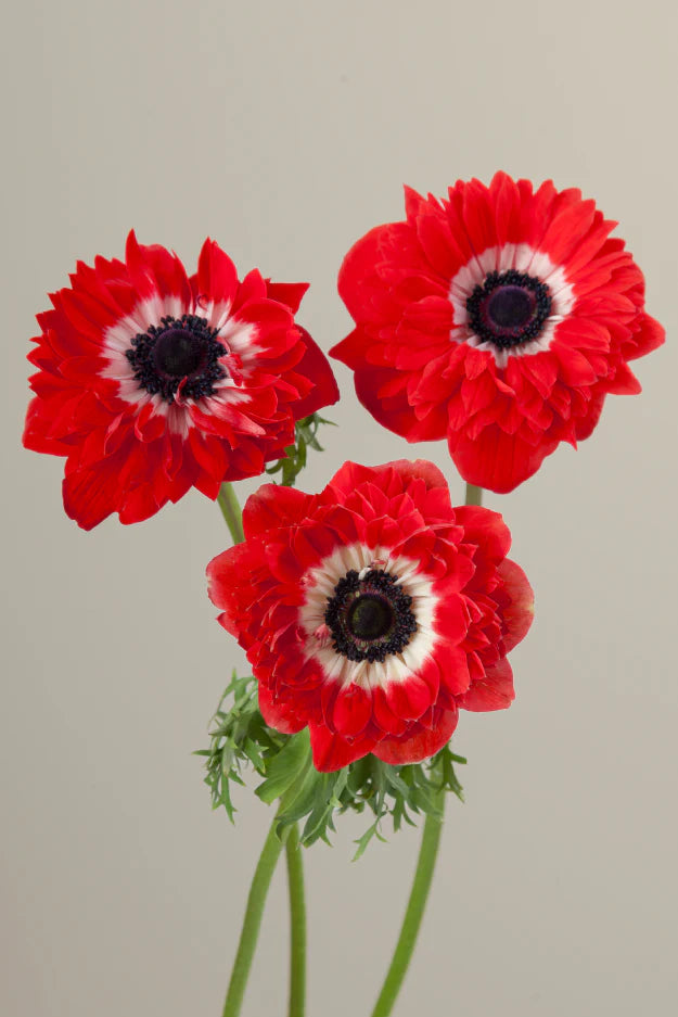 Three red levante anemones on stems with green leaves against a light background.
#color_rosso #detail