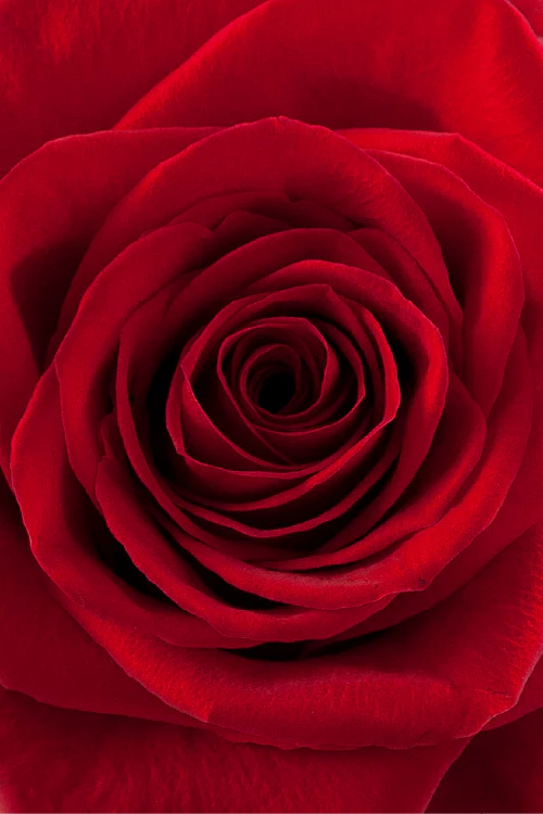 Macro close-up of a deep red rose showing detailed spiral petal pattern.
#color_red #detail