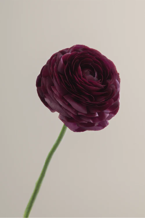 #color_viola #detail