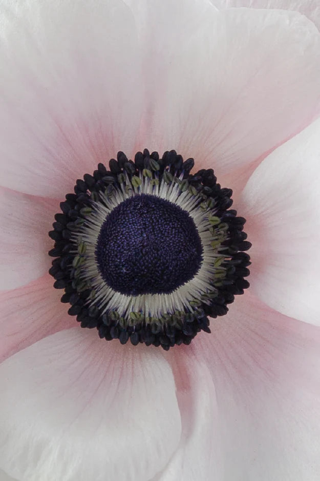 #color_panda #detail