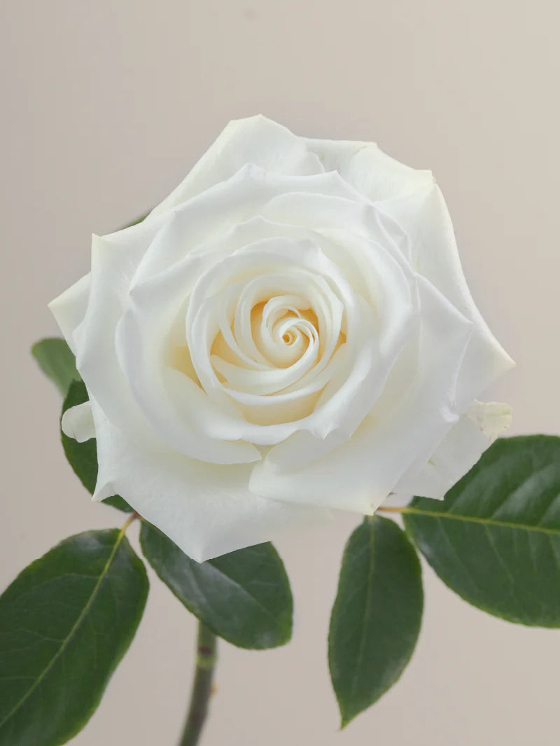 #color_white