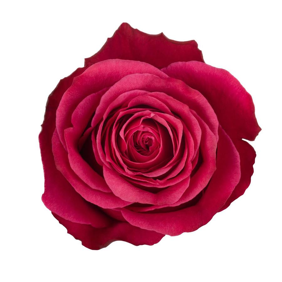 ForeverBouq_Rosaprima hotpink