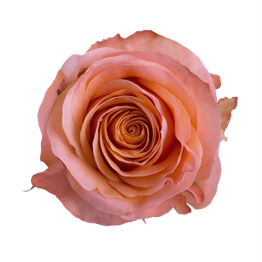 ForeverBouq_Rosaprima peach
