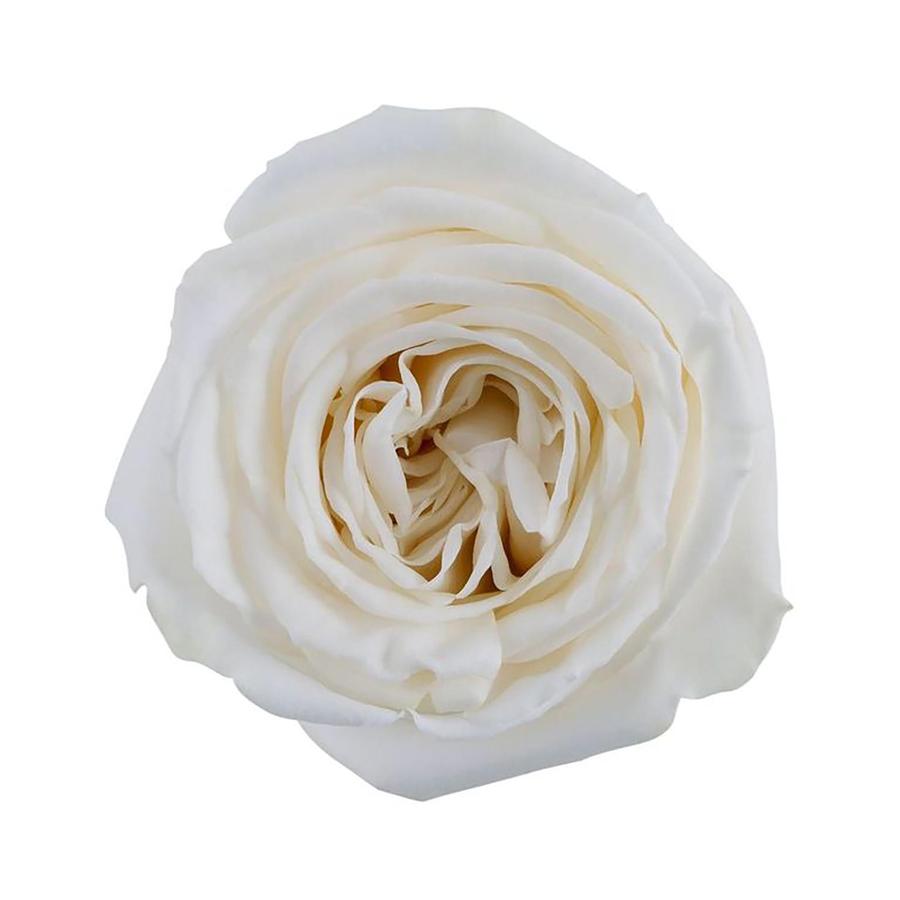 ForeverBouq_Rosaprima white