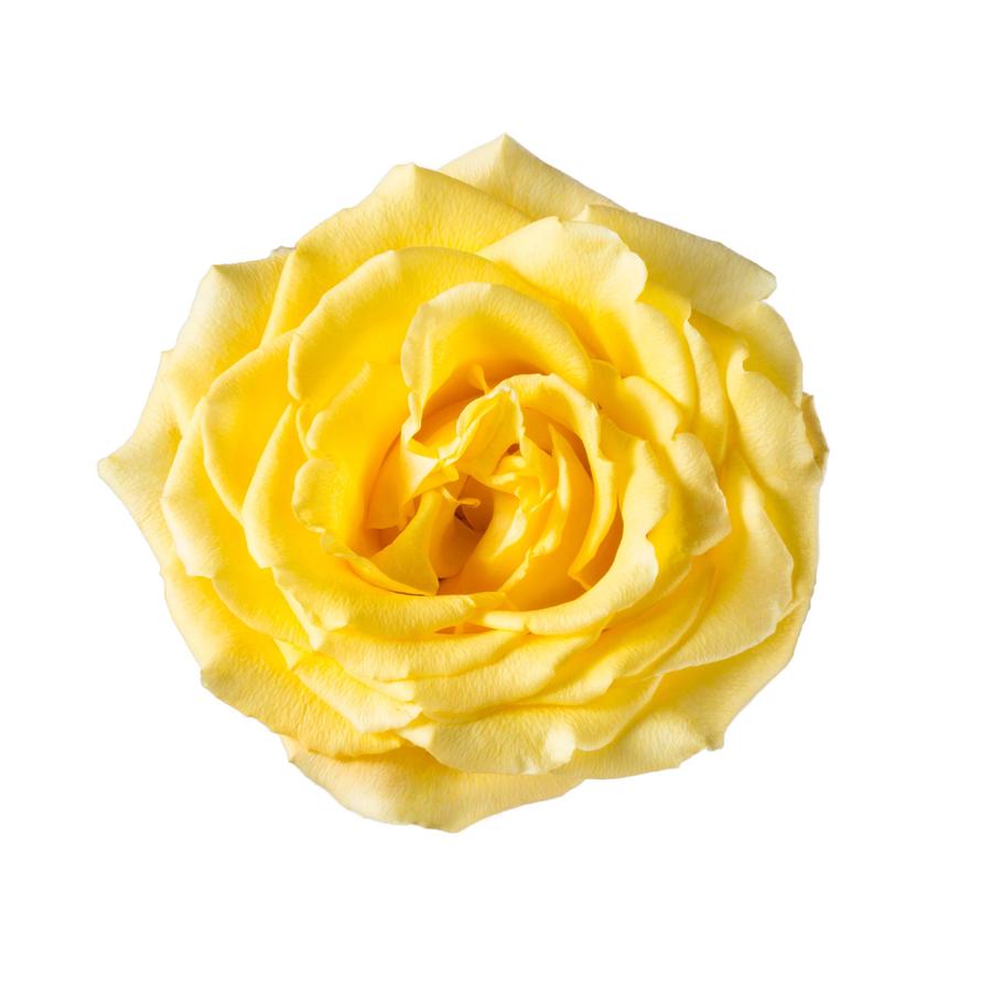 ForeverBouq_Rosaprima yellow