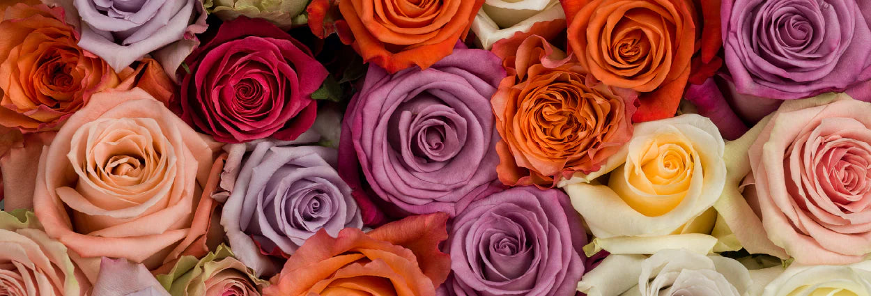 Rosas