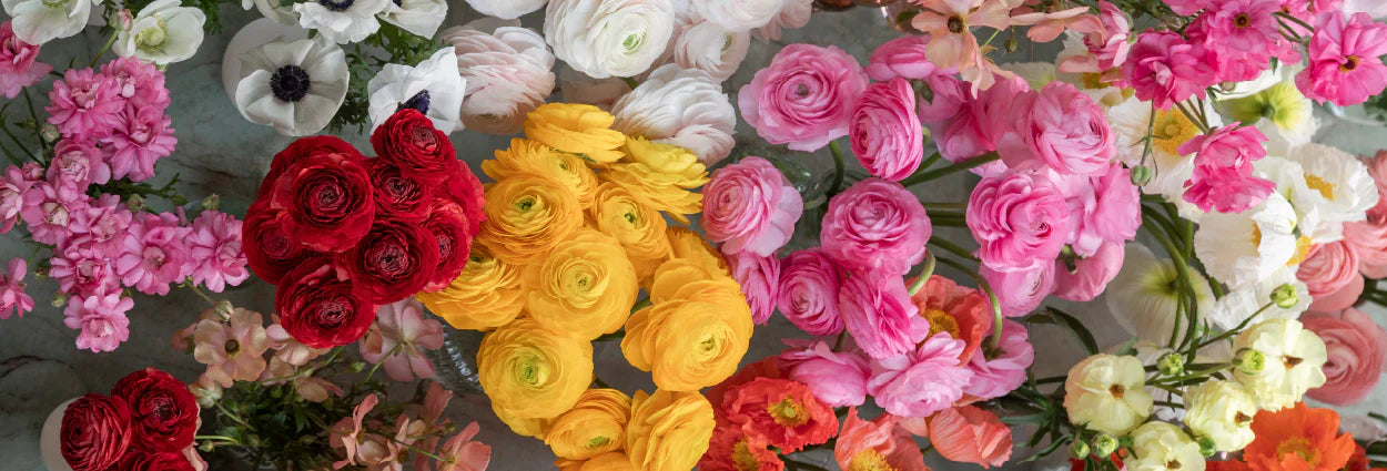 Flores de Verano