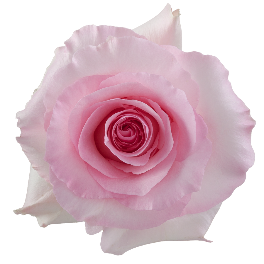 Pink Box